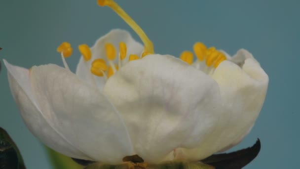 绽放的春天的花朵 — 图库视频影像