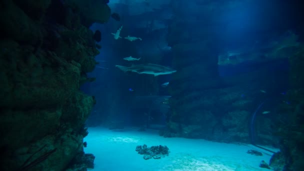 Köpekbalığı oceanarium yüzer — Stok video