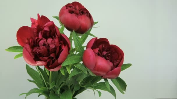 Bouquet of peony Flowering — Stock Video