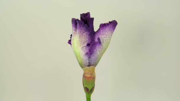 Άνθος λουλούδι βιολετί — Αρχείο Βίντεο