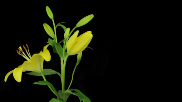 Lírio amarelo Floração — Vídeo de Stock