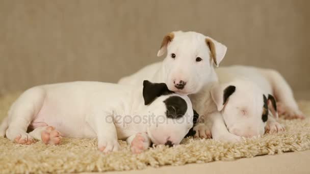 Cute puppies of bull terrier — Stock Video