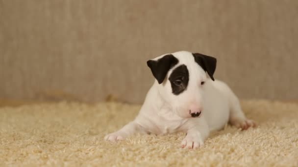 Пятнистый щенок бультерьера — стоковое видео