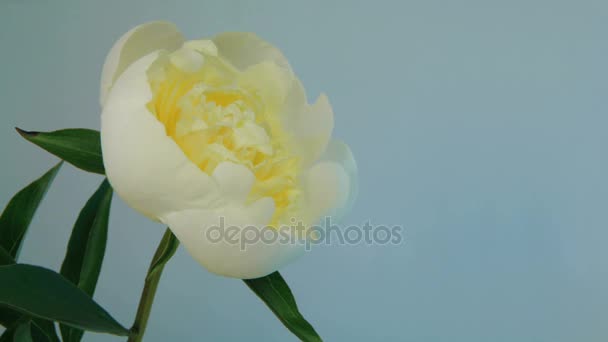 Flowering of White Peony — Stock Video