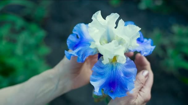 Donne mani che tengono il fiore — Video Stock