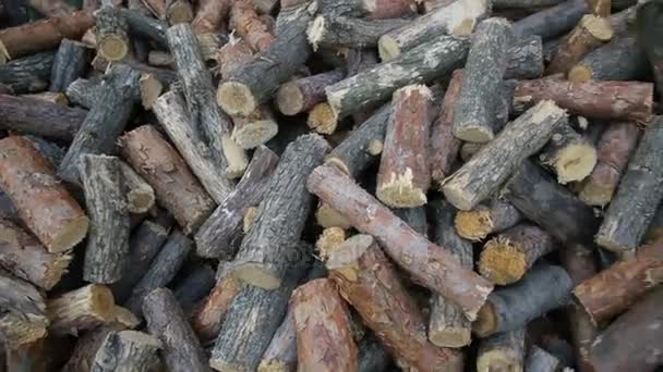 Pile de grumes de bois sur le sol — Video