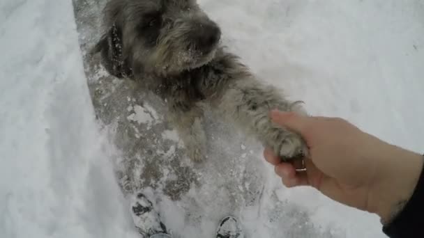 Собака грає з власником — стокове відео