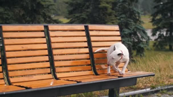 Verloren hond onder regen — Stockvideo