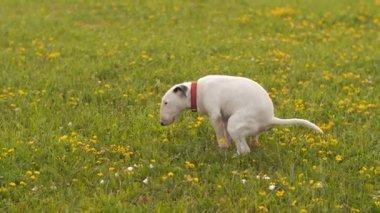 Bahçede köpek bok