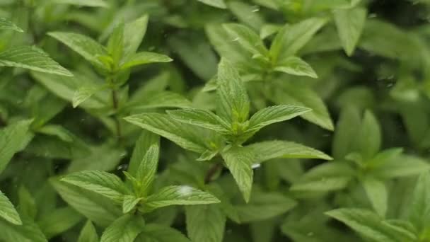 Herbe de menthe fraîche sous la pluie 