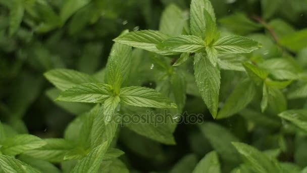 Water drops pouring on a mint plants — Stock Video