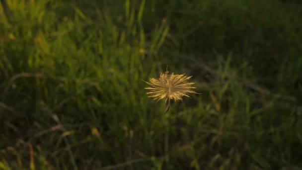 Vuelo de semilla de diente de león — Vídeo de stock