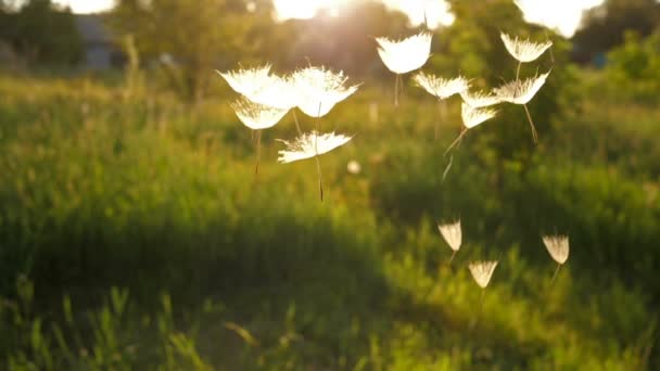 Semi di dente di leone che cadono dal cielo — Video Stock