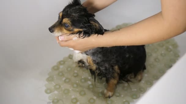 Komik küçük köpek banyo — Stok video