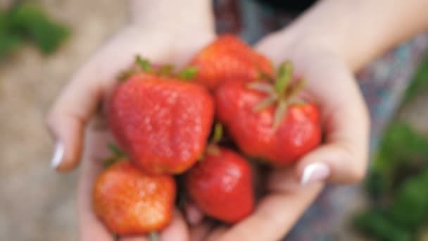 草莓在女人手上 — 图库视频影像