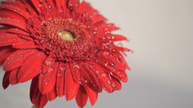 Bir çiçek üzerinde düşen su damlaları
