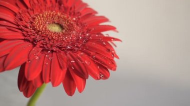 Bir çiçek üzerinde düşen damlalar