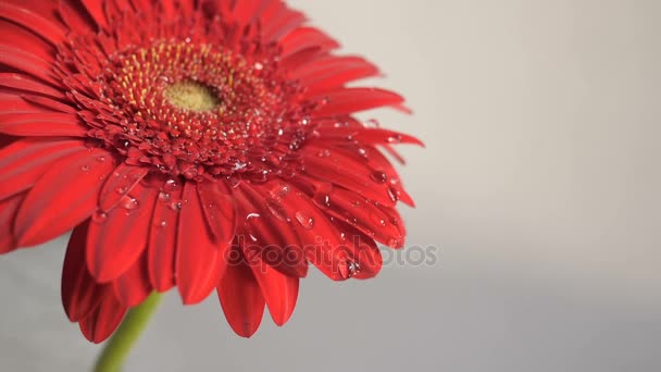 Gotas cayendo sobre una flor — Vídeo de stock