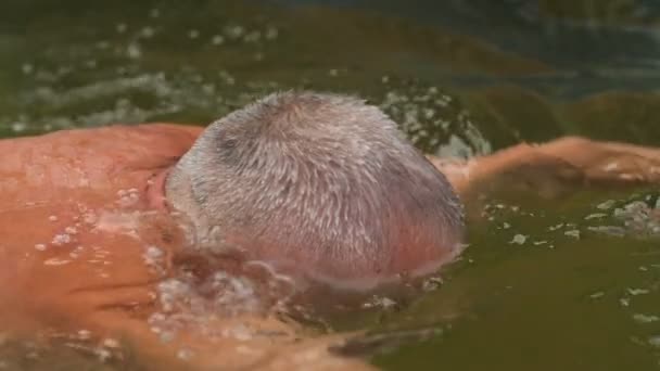 Idős ember úszik a medencében — Stock videók