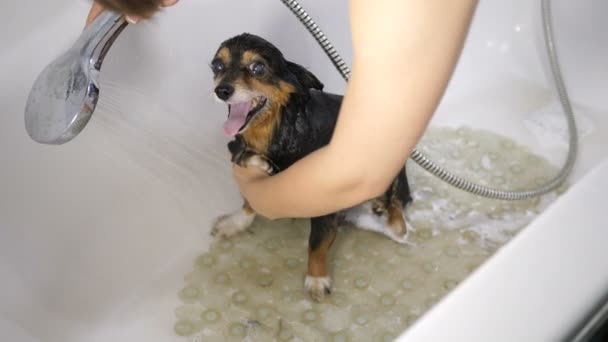 Kleiner Hund badet — Stockvideo