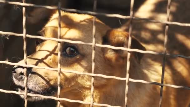 Rozzlobený pes za mřížemi — Stock video