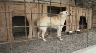 Korkmuş köpek Cattery içinde