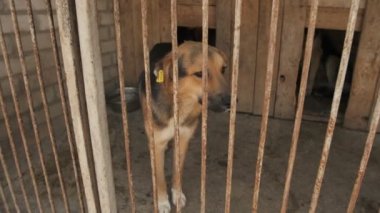 Köpek barınağında.