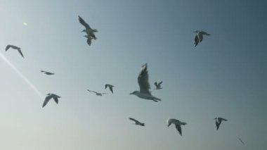 Gökyüzündeki martıları sürüsü