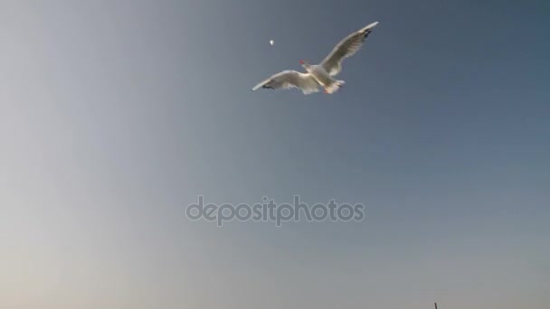 Um monte de gaivotas no céu — Vídeo de Stock
