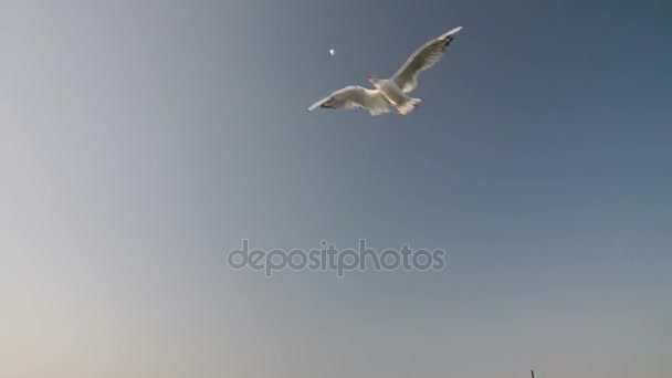 A lot of Seagulls in the sky — Stock Video