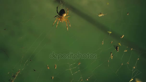 Spinne fängt Opfer — Stockvideo