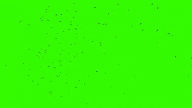 Chroma anahtar ile birçok kuş