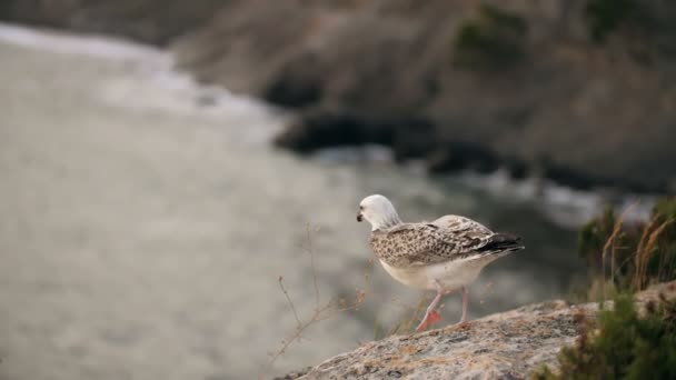 Чайка взлетает со скалы — стоковое видео