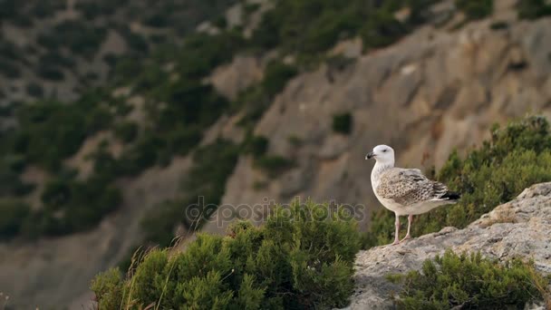 Gaviota sentada en la roca — Vídeo de stock