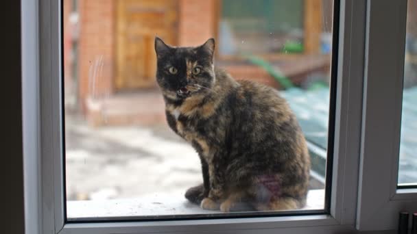 Кіт за вікном — стокове відео