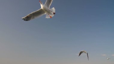 gökyüzünde birçok kuş