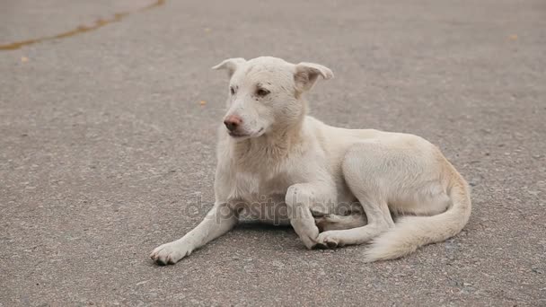 Witte dakloze hond op de weg — Stockvideo