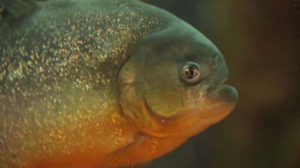 水族馆的食人鱼 — 图库视频影像