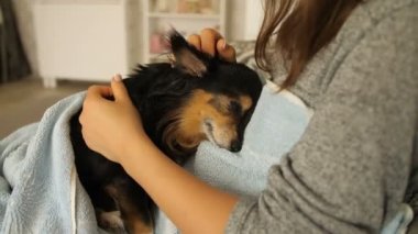 Metresi okşayarak küçük köpek