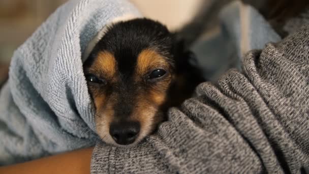 Маленькая собака после купания завернутая в полотенце — стоковое видео