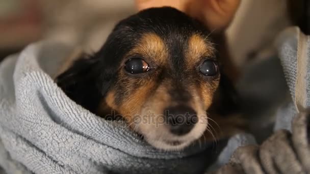 Госпожа гладит маленькую собачку после купания — стоковое видео