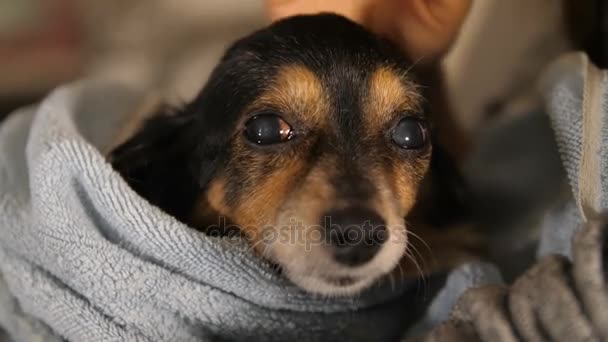 Padrona Accarezzando cagnolino dopo il bagno — Video Stock