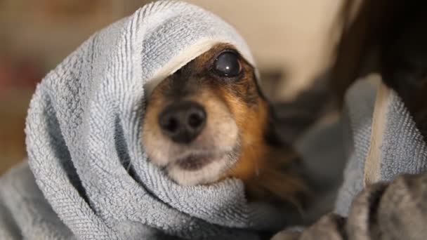 Grappige hond na het baden gewikkeld in een handdoek — Stockvideo