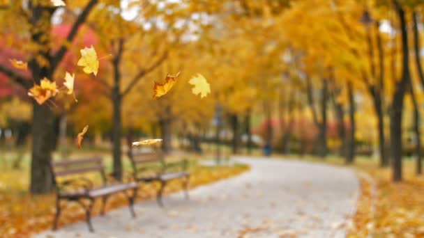 Листя падає в осінній парк — стокове відео