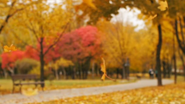 Apfelblätter fallen im Herbstpark — Stockvideo