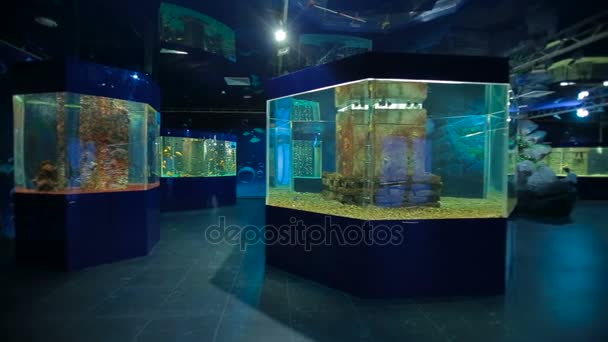 Fiskar i akvarium på oceanarium — Stockvideo