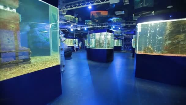 Океанариум, много аквариумов — стоковое видео
