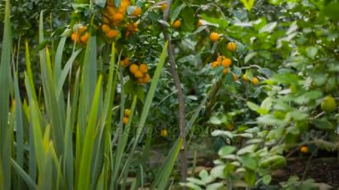 Mandalina bahçesinde bir ağaç üzerinde