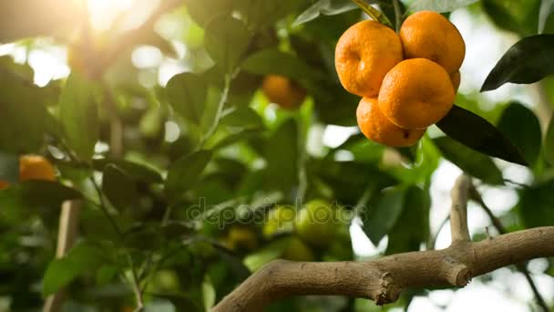 Tangerines sur branche — Video