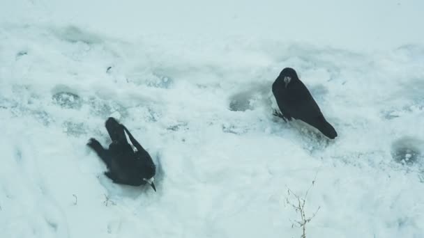 Вороны купаются в снегу — стоковое видео